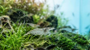Toxicité du bleu de méthylÚne pour les invertébrés d'eau douce (crevettes, escargots) : impact sur le systÚme nerveux et l'oxygénation des branchies.