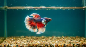 Bleu de méthylène - GUIDE SPÉCIFIQUE BETTA SPLENDENS – LE POISSON COMB