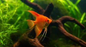 Bleu de méthylène - CICHLIDÉS – DES POISSONS ROBUSTES AUX BESOINS SPÉC