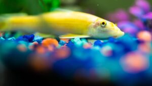 Illustration — Guide professionnel aquarium