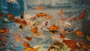 Illustration – Bleu de Méthylène et Crevettes d&rsquo;Aquarium : Incompatibilité totale, mécani