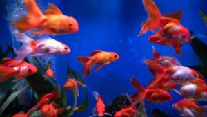 Illustration – LE ROI DE L&rsquo;AQUARIUM – SENSIBILITÉ ET PROTOCOLES ADAPTÉS