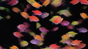 Illustration – VIVIPARES – LES POISSONS D&rsquo;AQUARIUM LES PLUS POPULAIRES