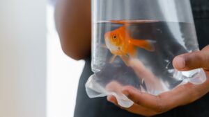 Illustration – DÉMÉNAGEMENT ET TRANSPORT – PROTÉGEZ VOS POISSONS
