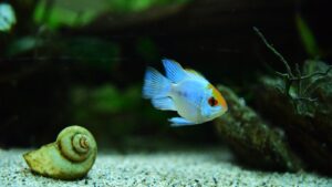Illustration – AQUARIUM PLANTÉ – LE BM ET LES PLANTES AQUATIQUES